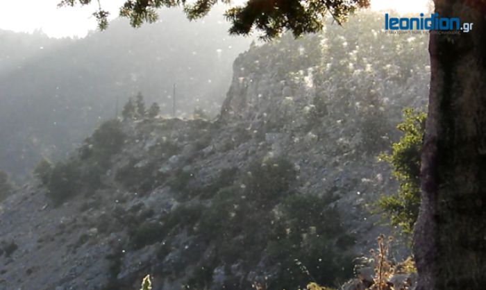 Κυνουρία - Σμήνη από χιλιάδες σκνίπες έξω από τον Κοσμά! (vd)