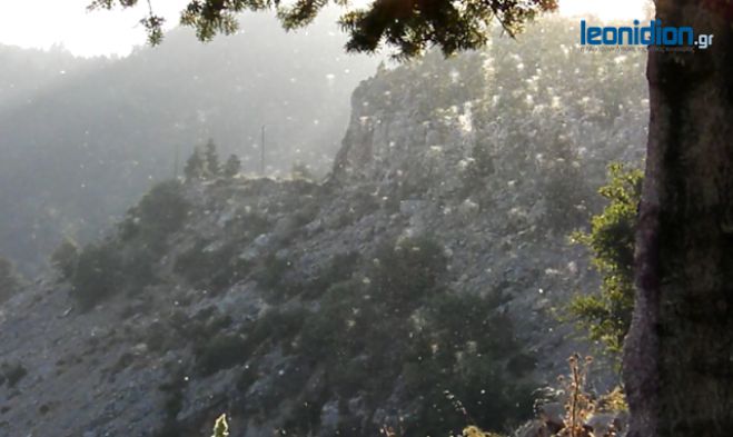Κυνουρία - Σμήνη από χιλιάδες σκνίπες έξω από τον Κοσμά! (vd)