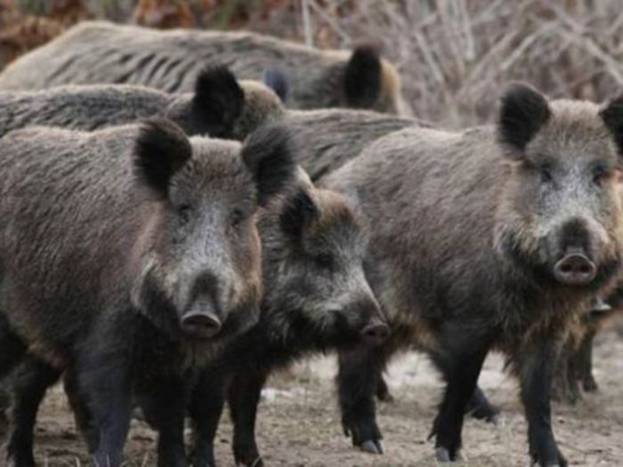 &Pi;&rho;ό&beta;&lambda;&eta;&mu;&alpha; &mu;&epsilon; &tau;&sigma;&alpha;&kappa;ά&lambda;&iota;&alpha; &kappa;&alpha;&iota; &alpha;&gamma;&rho;&iota;&omicron;&gamma;&omicron;ύ&rho;&omicron;&upsilon;&nu;&alpha; &sigma;&tau;&omicron;&nu; &Delta;ή&mu;&omicron; &Tau;&rho;ί&pi;&omicron;&lambda;&eta;&sigmaf; - Έ&gamma;&iota;&nu;&epsilon; &alpha;&nu;&alpha;&phi;&omicron;&rho;ά &sigma;&tau;&alpha; &alpha;&rho;&mu;ό&delta;&iota;&alpha; &Upsilon;&pi;&omicron;&upsilon;&rho;&gamma;&epsilon;ί&alpha;
