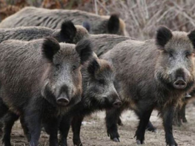 &Pi;&rho;ό&beta;&lambda;&eta;&mu;&alpha; &mu;&epsilon; &tau;&sigma;&alpha;&kappa;ά&lambda;&iota;&alpha; &kappa;&alpha;&iota; &alpha;&gamma;&rho;&iota;&omicron;&gamma;&omicron;ύ&rho;&omicron;&upsilon;&nu;&alpha; &sigma;&tau;&omicron;&nu; &Delta;ή&mu;&omicron; &Tau;&rho;ί&pi;&omicron;&lambda;&eta;&sigmaf; - Έ&gamma;&iota;&nu;&epsilon; &alpha;&nu;&alpha;&phi;&omicron;&rho;ά &sigma;&tau;&alpha; &alpha;&rho;&mu;ό&delta;&iota;&alpha; &Upsilon;&pi;&omicron;&upsilon;&rho;&gamma;&epsilon;ί&alpha;