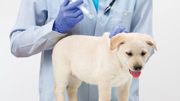 Το ξέρετε; Υποχρεωτικός ο αντιλυσσικός εμβολιασμός σε σκύλους και γάτες στην Αρκαδία
