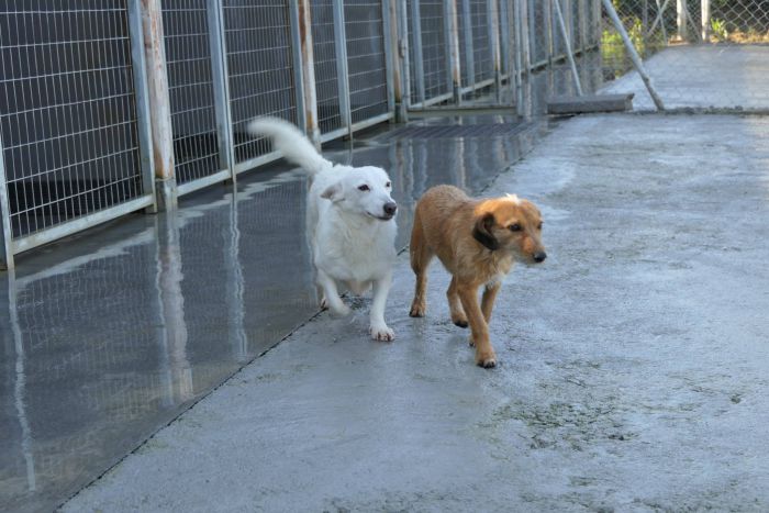 Αδέσποτα | Μη κερδοσκοπική οργάνωση αναλαμβάνει δωρεάν την στείρωση και σήμανση 150 σκύλων - Σχεδόν 100.000 € εξοικονομεί ο Δήμος Τρίπολης!