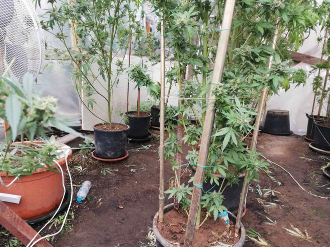 &Delta;&epsilon;&nu;&delta;&rho;ύ&lambda;&lambda;&iota;&alpha; &kappa;ά&nu;&nu;&alpha;&beta;&eta;&sigmaf; &sigma;&epsilon; &alpha;&upsilon;&lambda;ή &sigma;&tau;&eta;&nu; &Tau;&rho;ί&pi;&omicron;&lambda;&eta; &epsilon;&nu;&tau;ό&pi;&iota;&sigma;&epsilon; &eta; &Alpha;&sigma;&phi;ά&lambda;&epsilon;&iota;&alpha;! (&epsilon;&iota;&kappa;ό&nu;&epsilon;&sigmaf;)