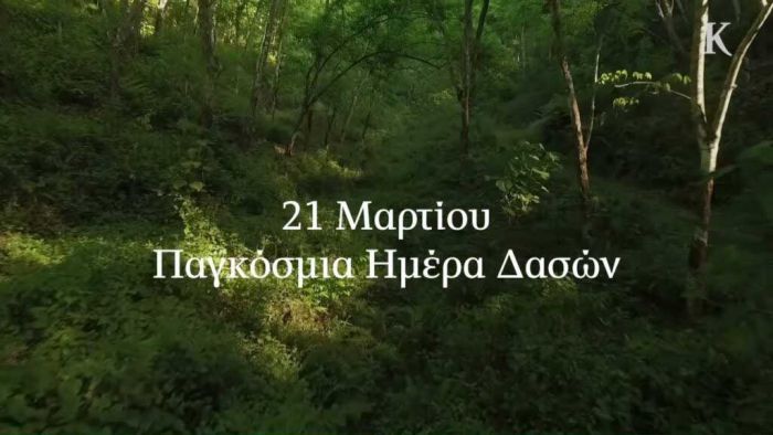 Παγκόσμια Ημέρα των Δασών | Για τους ανθρώπους που ζουν στις πόλεις, τα δάση αποτελούν σημαντική πηγή καθαρού αέρα και νερού
