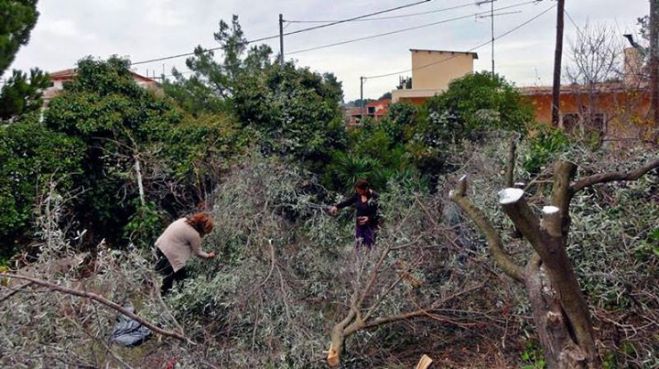 «Κλαδέψτε τα κλαδιά που εμποδίζουν την ορατότητα των αυτοκινήτων» συνιστά ο Δήμος Νότιας Κυνουρίας