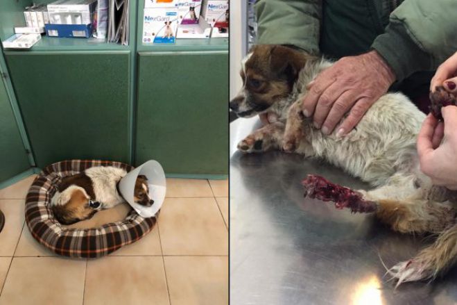 Αχαΐα | Ακρωτηριάστηκε το πόδι του σκύλου που βρέθηκε κλεισμένος σε τσουβάλι ...