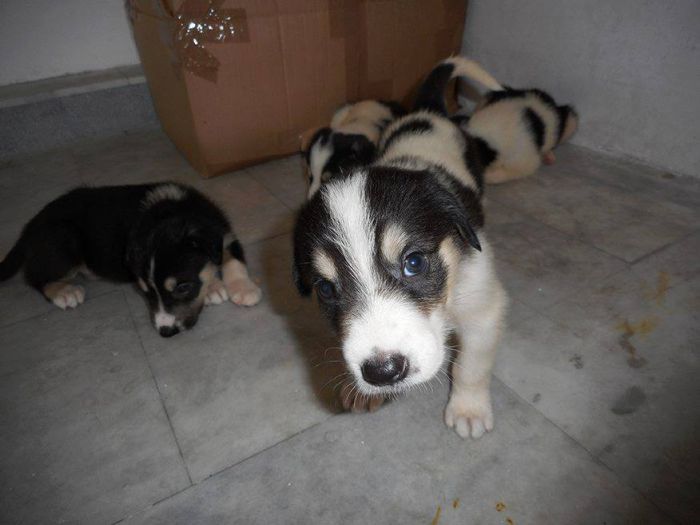 Υιοθέτησε κι εσύ ένα αδεσποτάκι στην Τρίπολη!