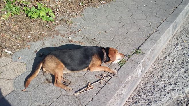 Κι άλλη φόλα στην Τρίπολη; Νεκρό βρέθηκε σκυλάκι κοντά στο κολυμβητήριο ... (εικόνες)