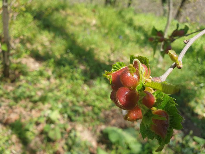 &Upsilon;&psi;&eta;&lambda;&omicron;ί &alpha;&rho;&iota;&theta;&mu;&omicron;ί &epsilon;&nu;&tau;ό&mu;&omega;&nu; &tau;&eta;&sigmaf; &kappa;&alpha;&sigma;&tau;&alpha;&nu;&iota;ά&sigmaf; &sigma;&tau;&eta;&nu; &Kappa;&upsilon;&nu;&omicron;&upsilon;&rho;ί&alpha; - &Alpha;&pi;&alpha;&iota;&tau;&epsilon;ί&tau;&alpha;&iota; ά&mu;&epsilon;&sigma;&alpha; &psi;&epsilon;&kappa;&alpha;&sigma;&mu;ό&sigmaf;