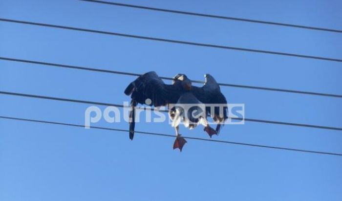 Νεκρή από ηλεκτροπληξία ... χήνα στην Αμαλιάδα