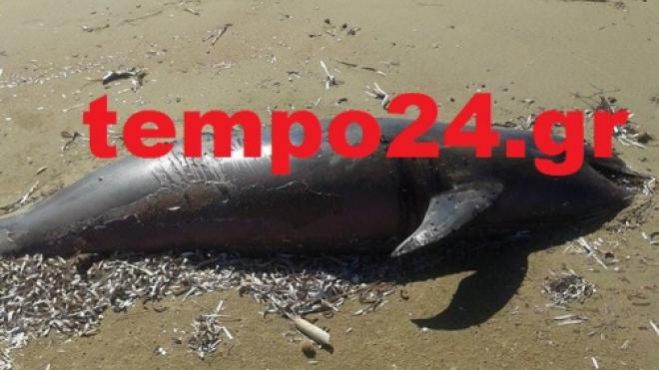 Νεκρό δελφίνι σε παραλία της Πάτρας (εικόνες)