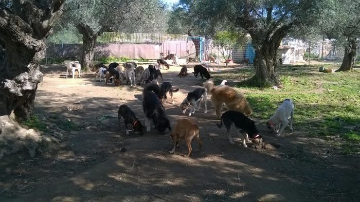 Παγκόσμια Ημέρα Αδέσποτων Ζώων-Το μήνυμα του Φιλοζωικού Συλλόγου Τρίπολης