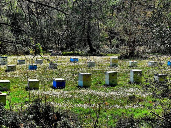 Πελοποννησιακή κινητοποίηση μελισσοκόμων θα γίνει στην Τρίπολη