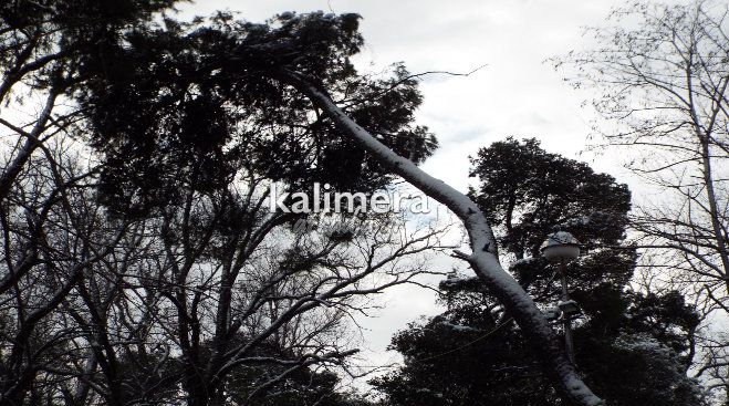 &Lambda;ύ&gamma;&iota;&sigma;&alpha;&nu; &delta;έ&nu;&tau;&rho;&alpha; &alpha;&pi;ό &tau;&alpha; &chi;&iota;ό&nu;&iota;&alpha; &sigma;&tau;&eta;&nu; &Tau;&rho;ί&pi;&omicron;&lambda;&eta; (&epsilon;&iota;&kappa;ό&nu;&epsilon;&sigmaf;)