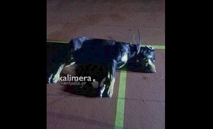 Φρίκη: Με φόλες σκότωσαν σκυλάκια στη Δημητσάνα - Ετοιμάζονται μηνύσεις! (εικόνες)