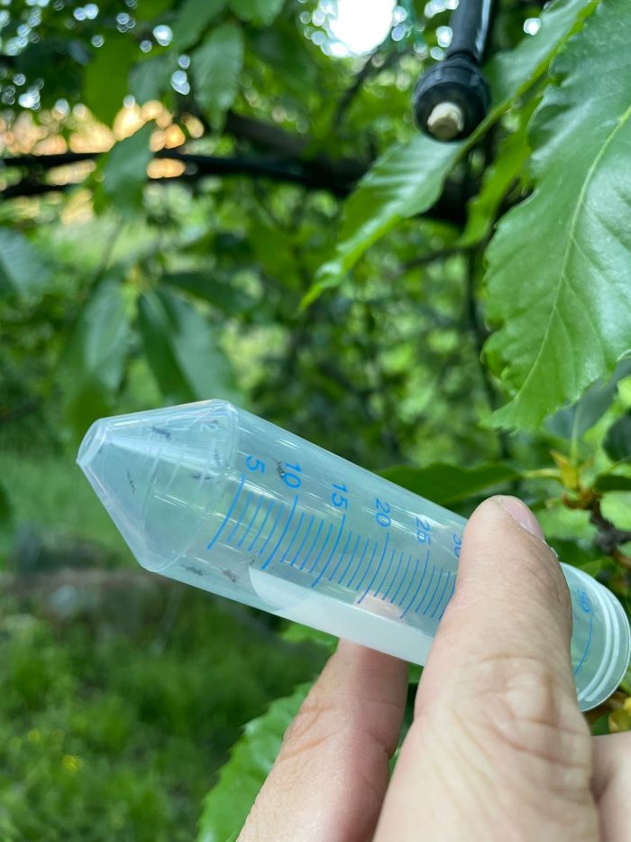 Συνεχίζεται για τρίτη χρονιά η βιολογική αντιμετώπιση της σφήκας της καστανιάς