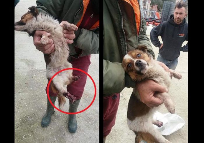 Αχαΐα | Βρήκαν σκύλο ζωντανό με λιωμένα πόδια κλεισμένο σε τσουβάλι ... (vd)