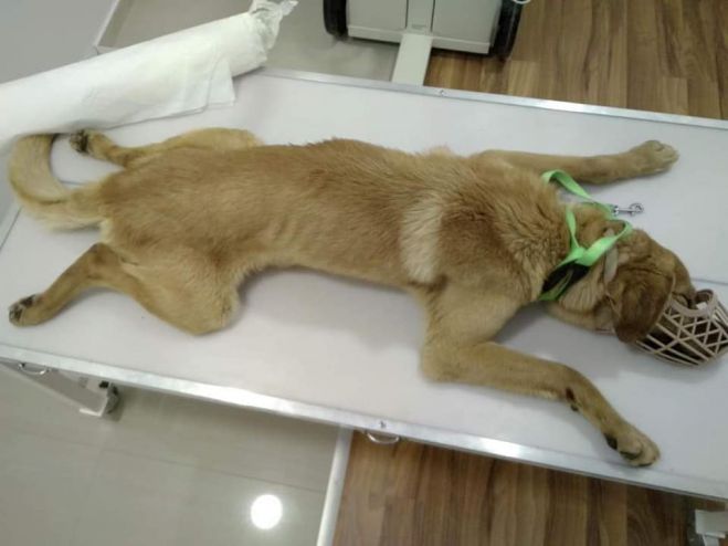 &Tau;&rho;ί&pi;&omicron;&lambda;&eta; | &Alpha;&delta;έ&sigma;&pi;&omicron;&tau;&omicron; &chi;&tau;&upsilon;&pi;ή&theta;&eta;&kappa;&epsilon; &alpha;&pi;ό &alpha;&upsilon;&tau;&omicron;&kappa;ί&nu;&eta;&tau;&omicron; &sigma;&tau;&eta; &Beta;&iota;&omicron;&mu;&eta;&chi;&alpha;&nu;&iota;&kappa;ή &kappa;&alpha;&iota; έ&mu;&epsilon;&iota;&nu;&epsilon; &pi;&alpha;&rho;ά&lambda;&upsilon;&tau;&omicron; ... (&epsilon;&iota;&kappa;ό&nu;&epsilon;&sigmaf;)