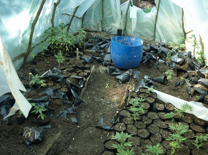 &Lambda;&alpha;&kappa;&omega;&nu;ί&alpha; | &Phi;&upsilon;&tau;&epsilon;ί&alpha; &delta;&epsilon;&nu;&delta;&rho;&upsilon;&lambda;&lambda;ί&omega;&nu; &kappa;ά&nu;&nu;&alpha;&beta;&eta;&sigmaf; &epsilon;&nu;&tau;&omicron;&pi;ί&sigma;&tau;&eta;&kappa;&epsilon; &sigma;&epsilon; &delta;&alpha;&sigma;&iota;&kappa;ή &pi;&epsilon;&rho;&iota;&omicron;&chi;ή (&epsilon;&iota;&kappa;ό&nu;&epsilon;&sigmaf;)