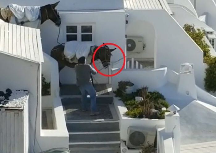 Zoosos | Βίντεο στο Instagram δείχνει άνδρας να χτυπά στο κεφάλι γαϊδούρι στη Σαντορίνη (vd)