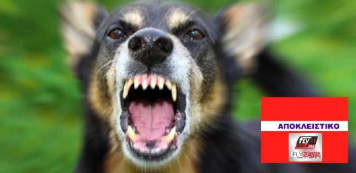Σπάρτη | Καταγγελία για επίθεση σκύλου στον οδηγό του ταξίαρχου ΚΕΕΜ – Στο αστυνομικό τμήμα για κατάθεση ο Δήμαρχος!