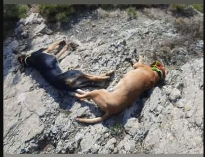&Pi;&rho;&omicron;&sigma;&omicron;&chi;ή &zeta;&eta;&tau;ά &omicron; &Kappa;&upsilon;&nu;&eta;&gamma;&epsilon;&tau;&iota;&kappa;ό&sigmaf; &Sigma;ύ&lambda;&lambda;&omicron;&gamma;&omicron;&sigmaf; &Tau;&rho;ί&pi;&omicron;&lambda;&eta;&sigmaf; - &Kappa;ί&nu;&delta;&upsilon;&nu;&omicron;&sigmaf; &alpha;&pi;ό &phi;ό&lambda;&epsilon;&sigmaf; &sigma;&tau;&eta;&nu; &pi;&epsilon;&rho;&iota;&omicron;&chi;ή &pi;&rho;&omicron;&sigmaf; &Sigma;&iota;&lambda;ί&mu;&nu;&alpha;