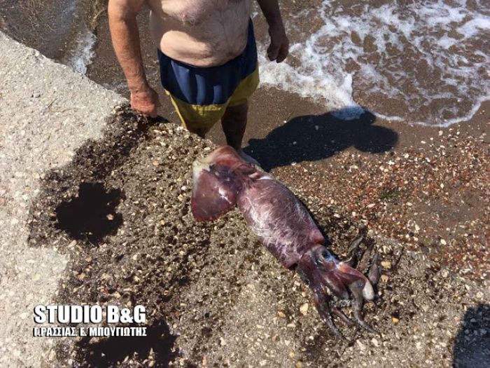 Καλαμάρι 5 κιλών έπιασε ψαροντουφεκάς στην Αργολίδα!