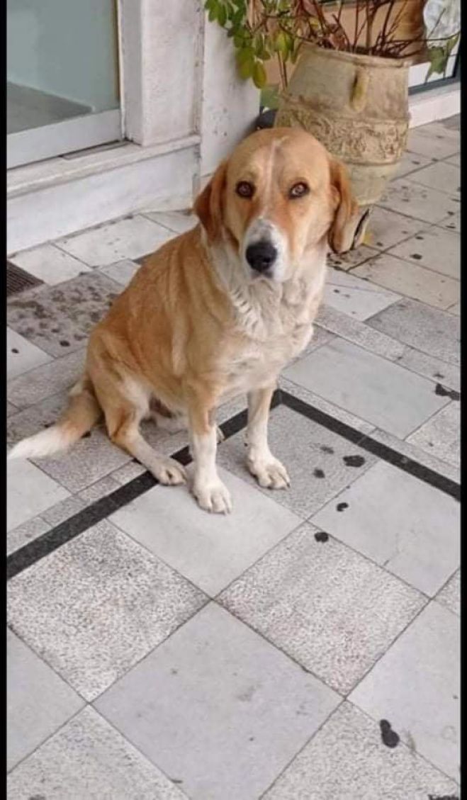&Chi;ά&theta;&eta;&kappa;&epsilon; &sigma;&kappa;&upsilon;&lambda;ά&kappa;&iota; &alpha;&pi;ό &tau;&eta;&nu; &pi;&lambda;&alpha;&tau;&epsilon;ί&alpha; &Pi;&epsilon;&tau;&rho;&iota;&nu;&omicron;ύ