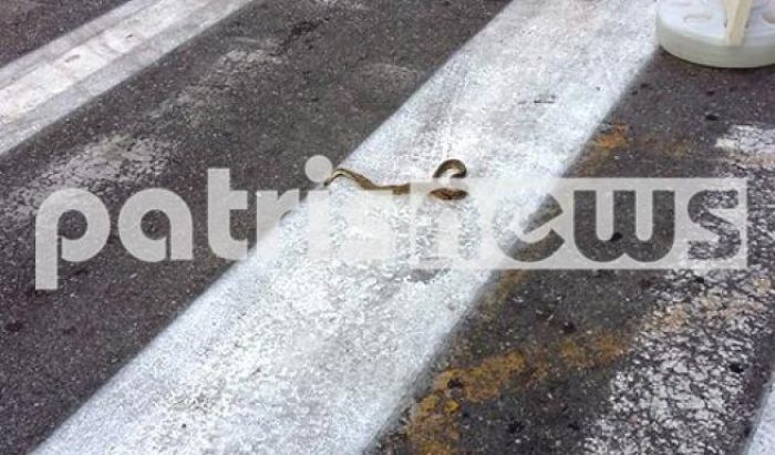 Φίδι προκάλεσε αναστάτωση στο κέντρο του Πύργου