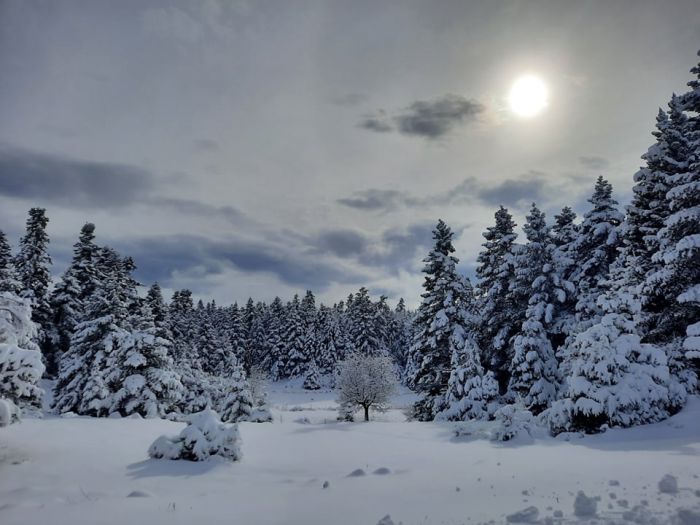 &Pi;&alpha;&nu;έ&mu;&omicron;&rho;&phi;&omicron;&sigmaf; &omicron; &chi;&iota;&omicron;&nu;&iota;&sigma;&mu;έ&nu;&omicron;&sigmaf; &Kappa;&omicron;&sigma;&mu;ά&sigmaf; &sigma;&tau;&eta;&nu; &Alpha;&rho;&kappa;&alpha;&delta;ί&alpha; (&epsilon;&iota;&kappa;ό&nu;&epsilon;&sigmaf;)