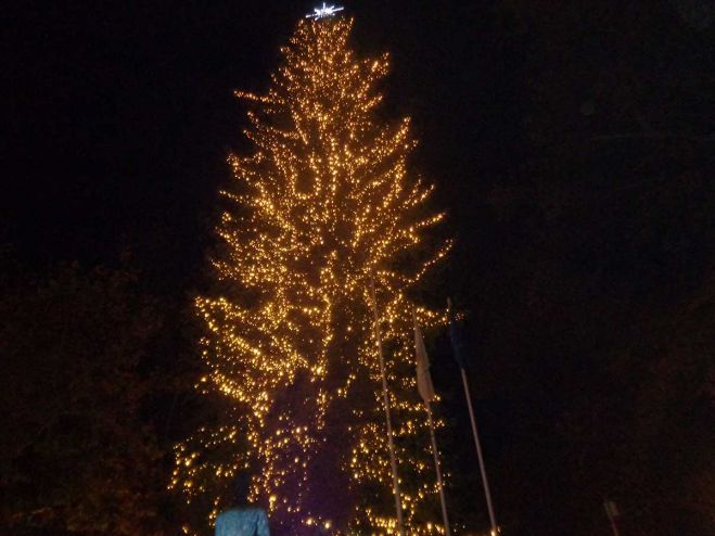 Αυτό είναι το πιο ψηλό φυσικό Χριστουγεννιάτικο δέντρο της Ελλάδας! (vd)