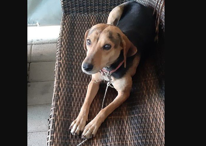 &Pi;&omicron;&iota;&omicron;&sigmaf; &theta;&alpha; &upsilon;&iota;&omicron;&theta;&epsilon;&tau;ή&sigma;&epsilon;&iota; &alpha;&upsilon;&tau;ή &tau;&eta; &sigma;&kappa;&upsilon;&lambda;ί&tau;&sigma;&alpha;;