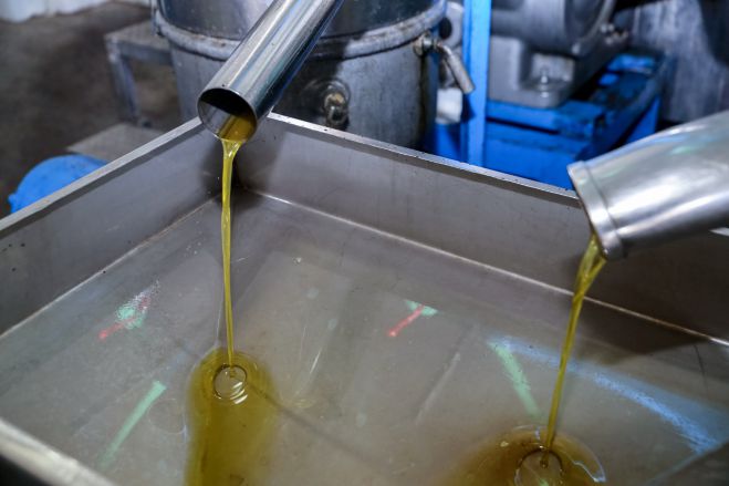 &Epsilon;&lambda;&alpha;&iota;ό&lambda;&alpha;&delta;&omicron; | &Tau;&alpha; &chi;&alpha;&rho;&alpha;&kappa;&tau;&eta;&rho;&iota;&sigma;&tau;&iota;&kappa;ά &pi;&omicron;&upsilon; &pi;&rho;&omicron;&delta;ί&delta;&omicron;&upsilon;&nu; &tau;&omicron; &nu;&omicron;&theta;&epsilon;&upsilon;&mu;έ&nu;&omicron; &lambda;ά&delta;&iota;