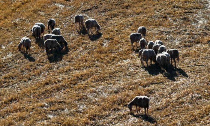 Για την ευλογιά αιγοπροβάτων θα ενημερωθούν κτηνοτρόφοι στο Λεβίδι