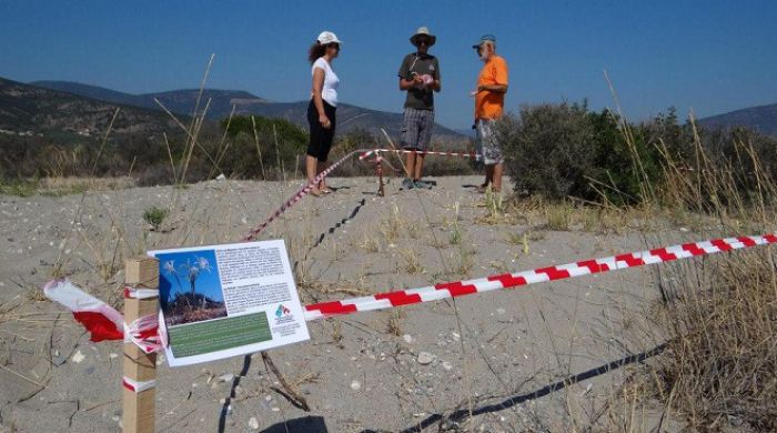 Τα κάτασπρα λουλούδια του «κρίνου της θάλασσας» ανθίζουν στις «Πόρτες» της Κυνουρίας (εικόνες)!