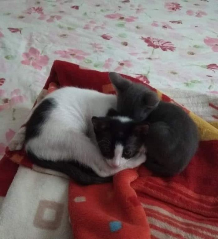 Επιβίωσαν τα γατάκια που βρέθηκαν πεταμένα σε κάδο σκουπιδιών στην Τρίπολη