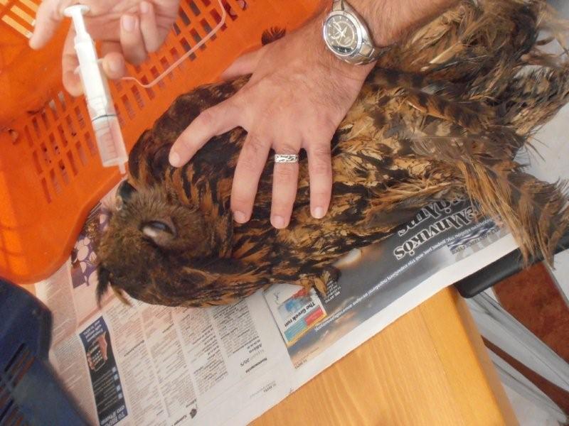 &Pi;&epsilon;&rho;ί&theta;&alpha;&lambda;&psi;&eta;  &tau;&rho;&alpha;&upsilon;&mu;&alpha;&tau;&iota;&sigma;&mu;έ&nu;&omega;&nu; &zeta;ώ&omega;&nu; &sigma;&tau;&eta;&nu; &Kappa;&upsilon;&nu;&omicron;&upsilon;&rho;ί&alpha; (&epsilon;&iota;&kappa;ό&nu;&epsilon;&sigmaf;)