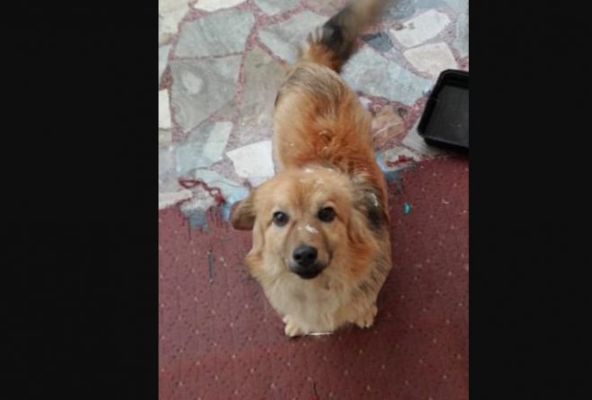 &Chi;ά&theta;&eta;&kappa;&epsilon; &tau;&omicron; &sigma;&kappa;&upsilon;&lambda;ί &tau;&eta;&sigmaf; &phi;&omega;&tau;&omicron;&gamma;&rho;&alpha;&phi;ί&alpha;&sigmaf;