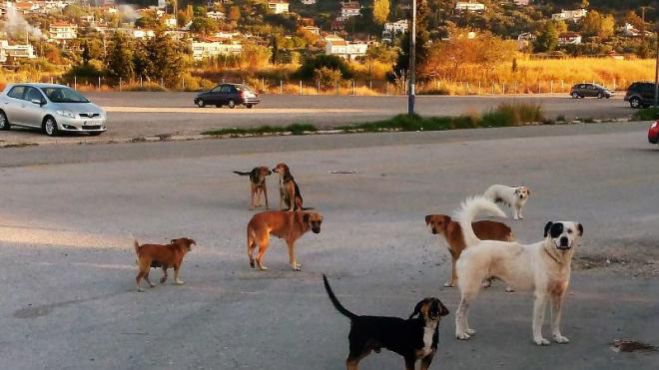 Θεοδωρακόπουλος: «Ο κ. Σταματόπουλος κάνει τα μέγιστα για το πρόβλημα με τα αδέσποτα»