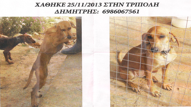 Χάθηκε κυνηγόσκυλο στην Τρίπολη – Το έχετε δει;