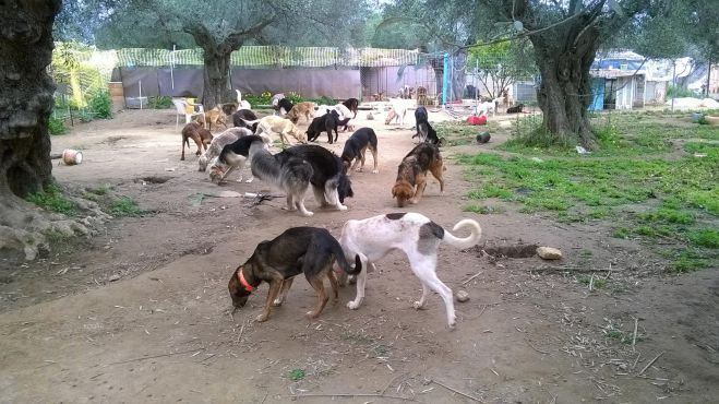 Πάνω από 90 αδέσποτα φροντίζει ο Φιλοζωικός - Άμεση ανάγκη για τροφή