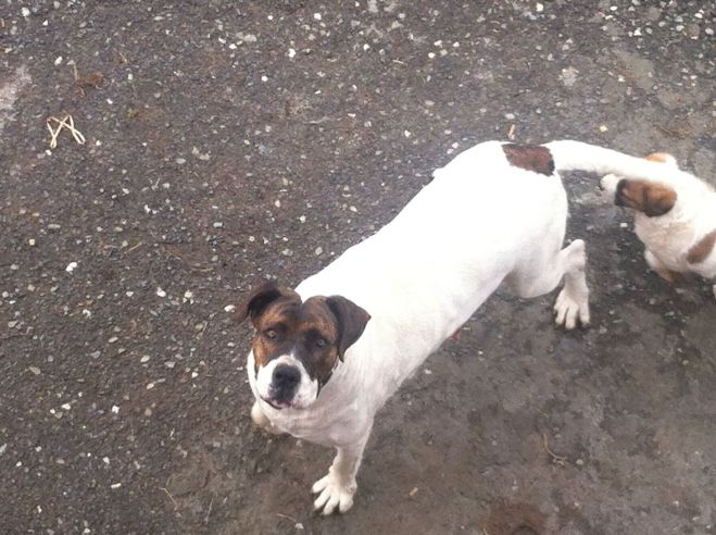 &Alpha;&upsilon;&tau;ό &tau;&omicron; &sigma;&kappa;&upsilon;&lambda;ί &chi;ά&theta;&eta;&kappa;&epsilon; &alpha;&pi;ό &tau;&eta;&nu; &pi;&epsilon;&rho;&iota;&omicron;&chi;ή &tau;&eta;&sigmaf; &Tau;&epsilon;&gamma;έ&alpha;&sigmaf;