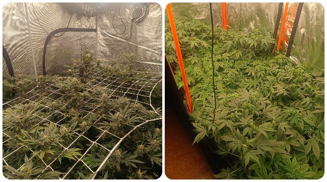 "Ντου" της αστυνομίας σε σπίτι στην Τρίπολη | Κατασχέθηκαν πάνω από 2 κιλά κάνναβης - Το όφελος θα ξεπερνούσε τις 90.000 €! (vd)