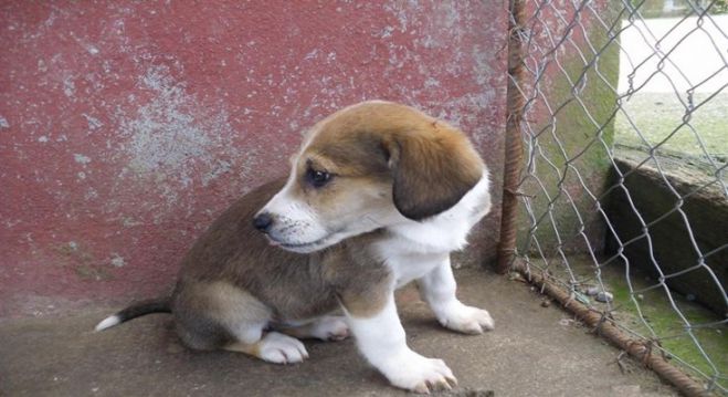 &Beta;ό&rho;&epsilon;&iota;&alpha; &Kappa;&upsilon;&nu;&omicron;&upsilon;&rho;ί&alpha; | &Omicron;&rho;ί&sigma;&tau;&eta;&kappa;&epsilon; &Epsilon;&pi;&iota;&sigma;&tau;&eta;&mu;&omicron;&nu;&iota;&kappa;ή &Epsilon;&pi;&iota;&tau;&rho;&omicron;&pi;ή &Delta;&iota;&alpha;&chi;&epsilon;ί&rho;&iota;&sigma;&eta;&sigmaf; &alpha;&delta;έ&sigma;&pi;&omicron;&tau;&omega;&nu; &zeta;ώ&omega;&nu;