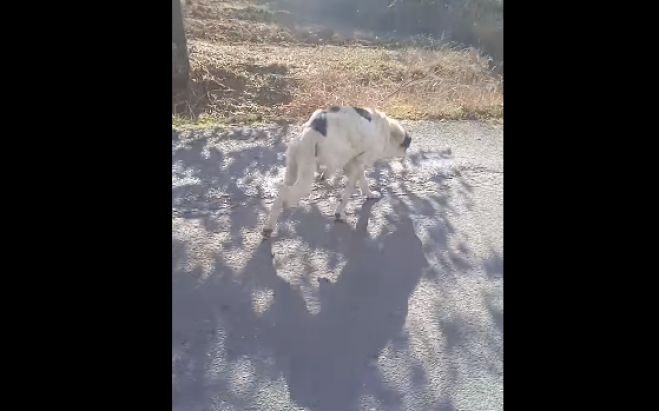 Σκυλίτσα με ακρωτηριασμένο πόδι στην περιοχή Μαντινείας (vd)