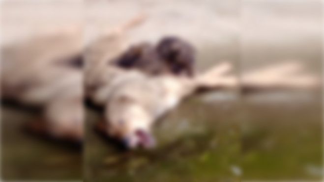 &Alpha;&rho;&kappa;&alpha;&delta;ί&alpha; | &Sigma;&upsilon;&gamma;&kappa;&lambda;&omicron;&nu;&iota;&sigma;&tau;&iota;&kappa;ό - &Sigma;&kappa;&upsilon;&lambda;ί&tau;&sigma;&alpha; &nu;&alpha; &psi;&upsilon;&chi;&omicron;&rho;&rho;&alpha;&gamma;&epsilon;ί &alpha;&pi;ό &phi;ό&lambda;&alpha; &tau;&eta;&nu; ώ&rho;&alpha; &pi;&omicron;&upsilon; &theta;&eta;&lambda;ά&zeta;&epsilon;&iota; &tau;&alpha; &mu;&iota;&kappa;&rho;ά &tau;&eta;&sigmaf; ...