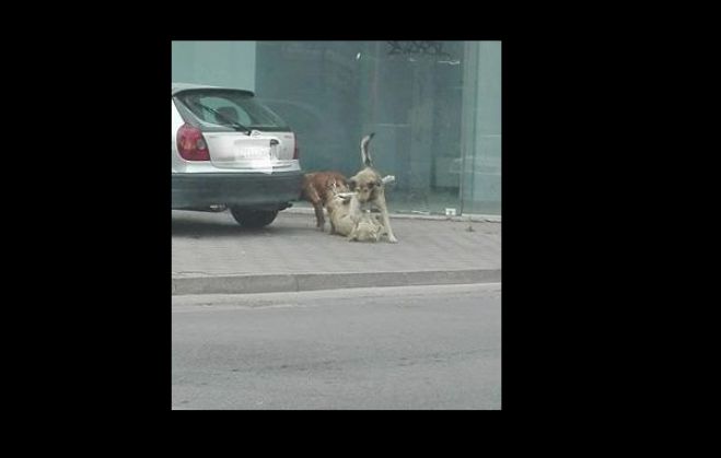 &Phi;&iota;&lambda;&omicron;&zeta;&omega;&iota;&kappa;ό&sigmaf;: "&Kappa;ά&theta;&epsilon; &chi;&rho;ό&nu;&omicron; &chi;&alpha;&lambda;ά&nu;&epsilon; 65.000 &epsilon;&upsilon;&rho;ώ &gamma;&iota;&alpha; &sigma;&tau;&epsilon;&iota;&rho;ώ&sigma;&epsilon;&iota;&sigmaf; &sigma;&tau;&omicron;&nu; &Delta;ή&mu;&omicron; &Tau;&rho;ί&pi;&omicron;&lambda;&eta;&sigmaf; &kappa;&alpha;&iota; &beta;&lambda;έ&pi;&omicron;&upsilon;&mu;&epsilon; &pi;&alpha;&nu;&tau;&omicron;ύ &kappa;&omicron;&upsilon;&tau;ά&beta;&iota;&alpha; &sigma;&tau;&eta;&nu; &pi;ό&lambda;&eta;"