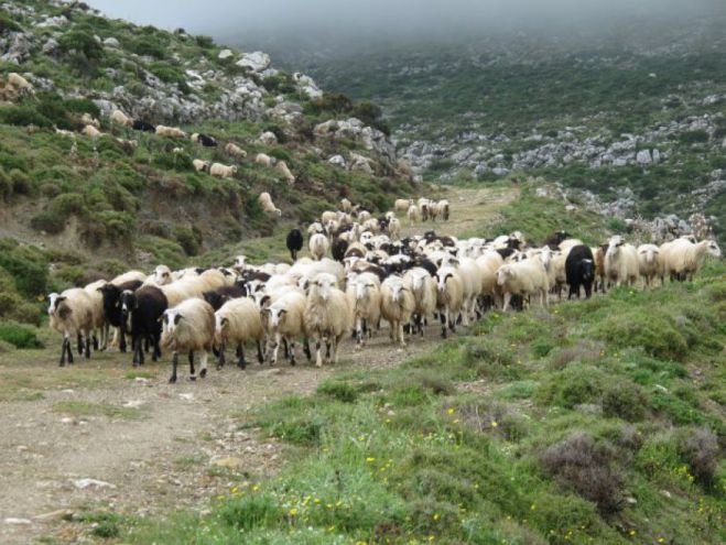 Απογραφή αιγοπροβάτων | Το πρόγραμμα για Τρόπαια, Λεωνίδιο, Μεγαλόπολη και Κοντοβάζαινα
