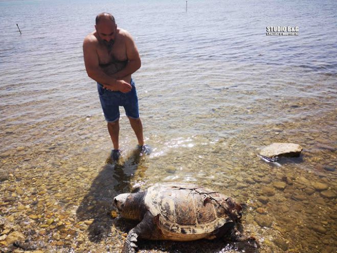 Νεκρή ακόμα μια θαλάσσια χελώνα στην Αργολίδα (vd)