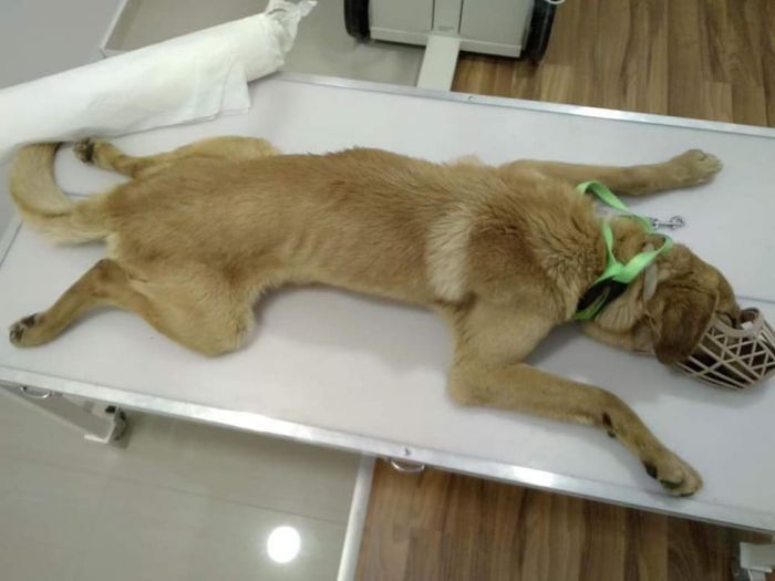 &Tau;&rho;ί&pi;&omicron;&lambda;&eta; | &Epsilon;&lambda;&pi;ί&zeta;&omicron;&upsilon;&nu; &sigma;&epsilon; έ&nu;&alpha; &theta;&alpha;ύ&mu;&alpha; &gamma;&iota;&alpha; &tau;&omicron; &alpha;&delta;έ&sigma;&pi;&omicron;&tau;&omicron; &pi;&omicron;&upsilon; &chi;&tau;&upsilon;&pi;ή&theta;&eta;&kappa;&epsilon; &alpha;&pi;ό &alpha;&upsilon;&tau;&omicron;&kappa;ί&nu;&eta;&tau;&omicron; &kappa;&alpha;&iota; έ&mu;&epsilon;&iota;&nu;&epsilon; &pi;&alpha;&rho;ά&lambda;&upsilon;&tau;&omicron; ... (vd)